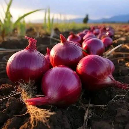 Fresh Onion